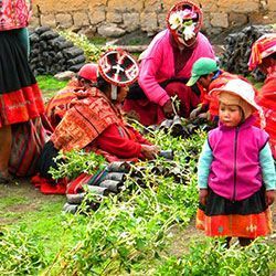 Peruvian families tree planting Andes